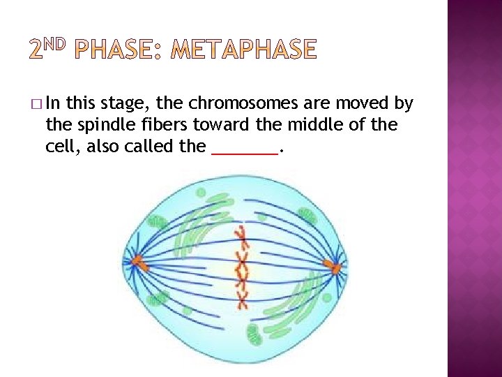 � In this stage, the chromosomes are moved by the spindle fibers toward the