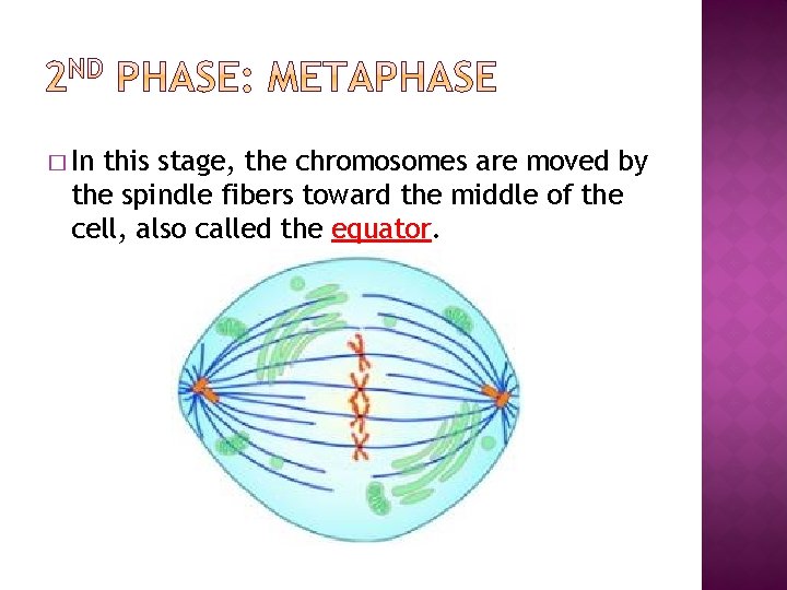 � In this stage, the chromosomes are moved by the spindle fibers toward the