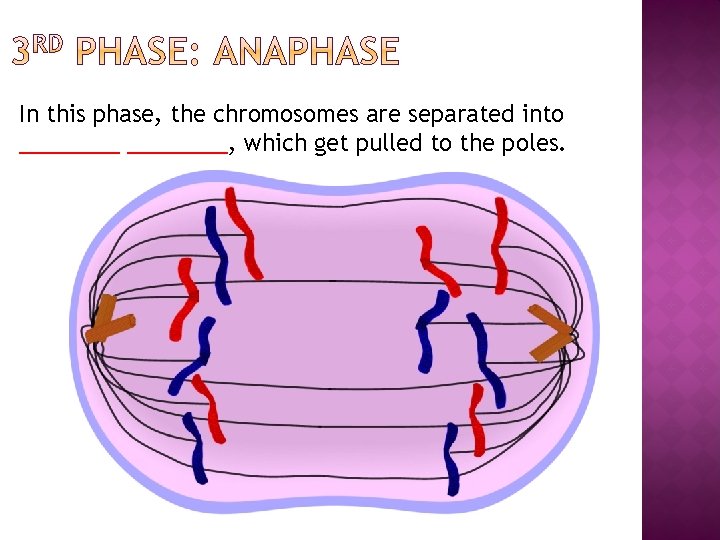 In this phase, the chromosomes are separated into ________, which get pulled to the