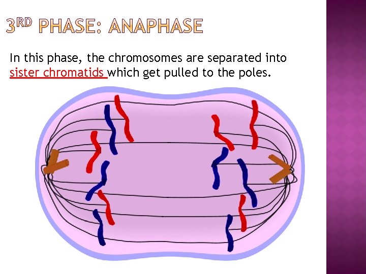 In this phase, the chromosomes are separated into sister chromatids which get pulled to