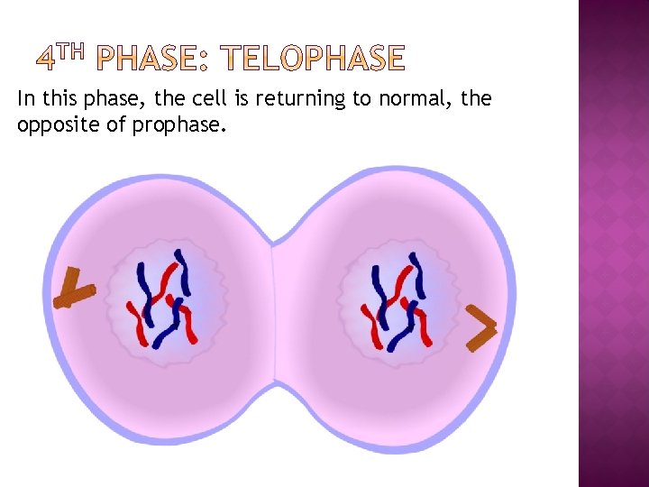 In this phase, the cell is returning to normal, the opposite of prophase. 