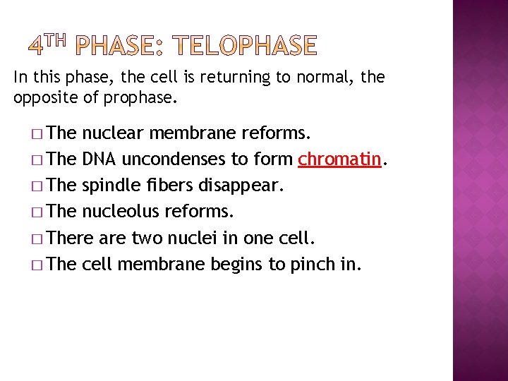 In this phase, the cell is returning to normal, the opposite of prophase. �