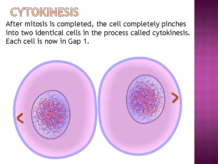 After mitosis is completed, the cell completely pinches into two identical cells in the