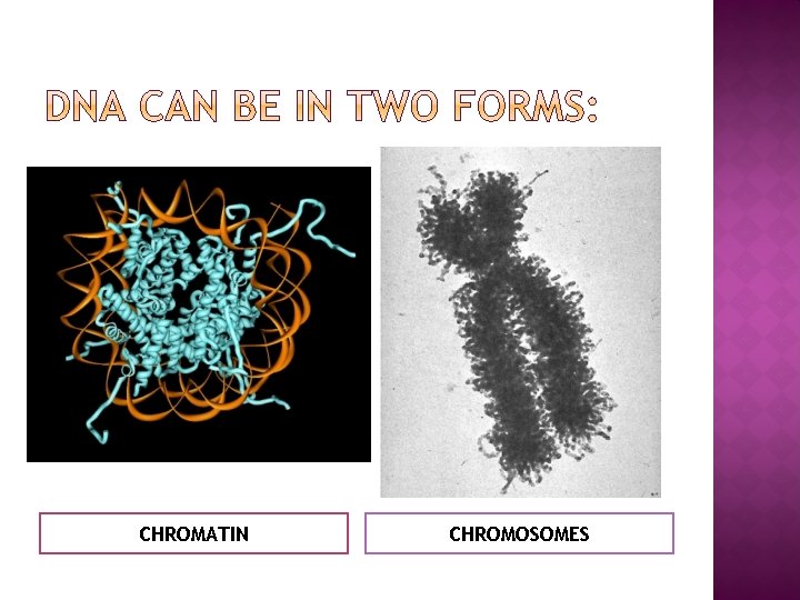 CHROMATIN CHROMOSOMES 