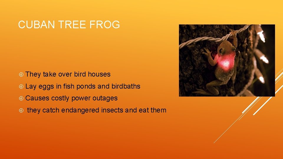 CUBAN TREE FROG They Lay take over bird houses eggs in fish ponds and