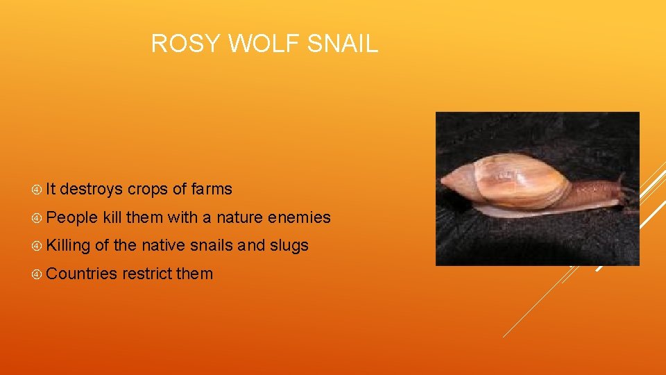 ROSY WOLF SNAIL It destroys crops of farms People Killing kill them with a