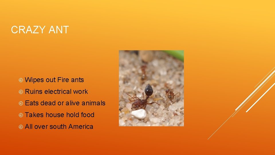 CRAZY ANT Wipes out Fire ants Ruins electrical work Eats dead or alive animals