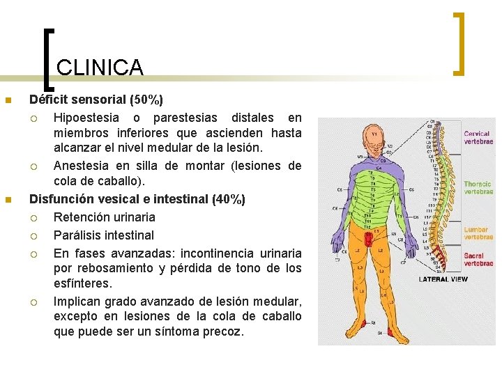 CLINICA n n Déficit sensorial (50%) ¡ Hipoestesia o parestesias distales en miembros inferiores