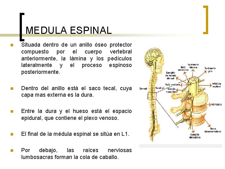 MEDULA ESPINAL n Situada dentro de compuesto por anteriormente, la lateralmente y posteriormente. un