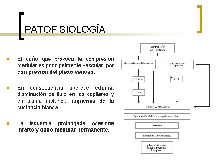 PATOFISIOLOGÍA n El daño que provoca la compresión medular es principalmente vascular, por compresión
