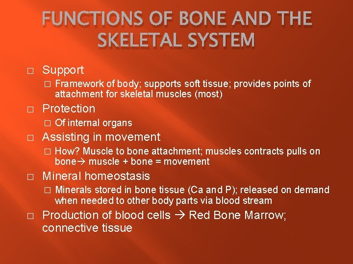 CHAPTER 6 SKELETAL SYSTEM CHAPTER 4 SKELETAL SYSTEM