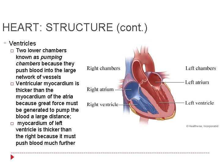 HEART: STRUCTURE (cont. ) Ventricles Two lower chambers known as pumping chambers because they