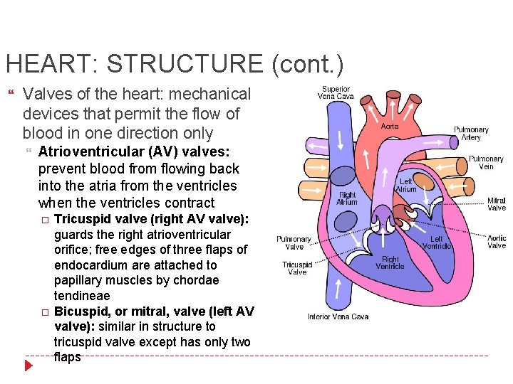 HEART: STRUCTURE (cont. ) Valves of the heart: mechanical devices that permit the flow