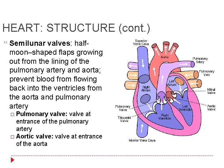 HEART: STRUCTURE (cont. ) Semilunar valves: halfmoon–shaped flaps growing out from the lining of