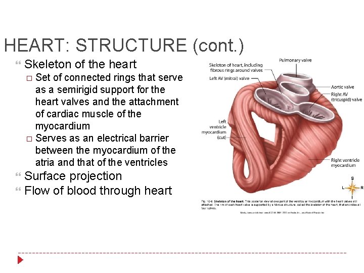 HEART: STRUCTURE (cont. ) Skeleton of the heart Set of connected rings that serve