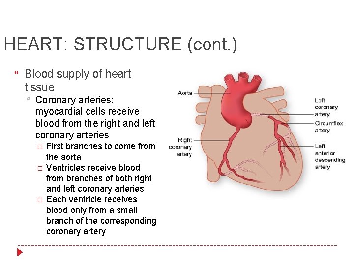 HEART: STRUCTURE (cont. ) Blood supply of heart tissue Coronary arteries: myocardial cells receive