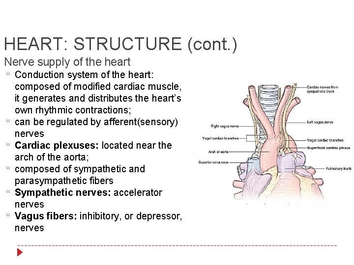 HEART: STRUCTURE (cont. ) Nerve supply of the heart Conduction system of the heart: