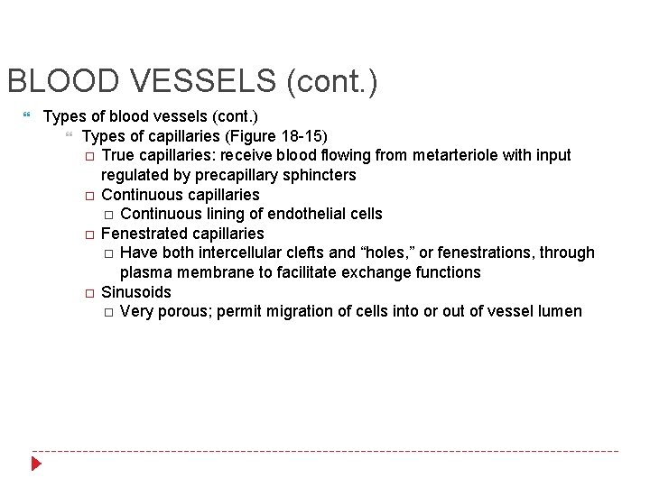 BLOOD VESSELS (cont. ) Types of blood vessels (cont. ) Types of capillaries (Figure