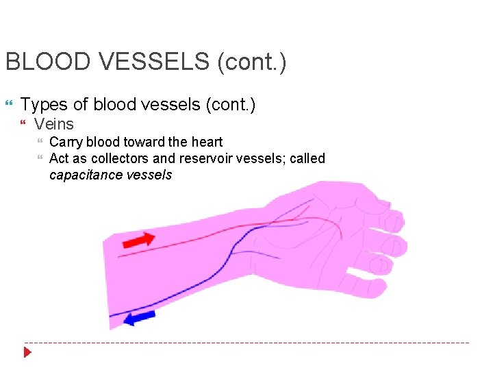 BLOOD VESSELS (cont. ) Types of blood vessels (cont. ) Veins Carry blood toward