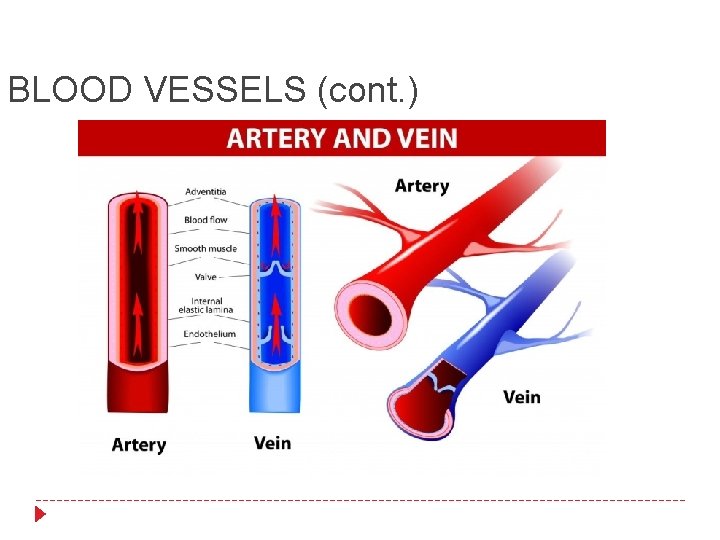 BLOOD VESSELS (cont. ) 