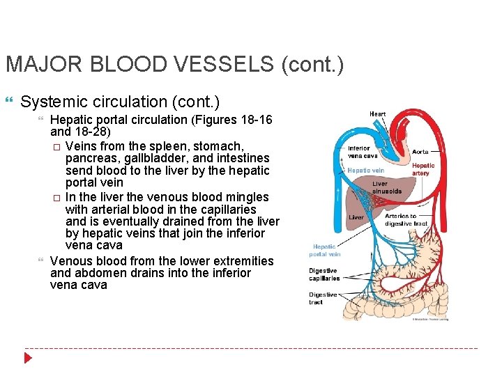 MAJOR BLOOD VESSELS (cont. ) Systemic circulation (cont. ) Hepatic portal circulation (Figures 18