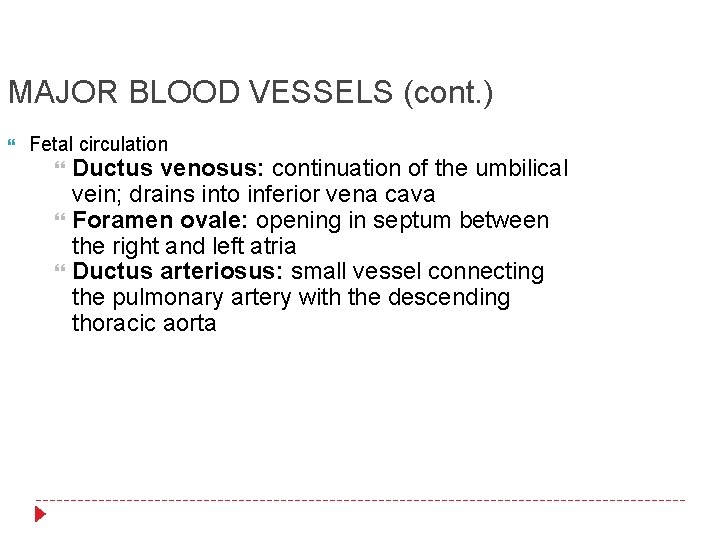 MAJOR BLOOD VESSELS (cont. ) Fetal circulation Ductus venosus: continuation of the umbilical vein;