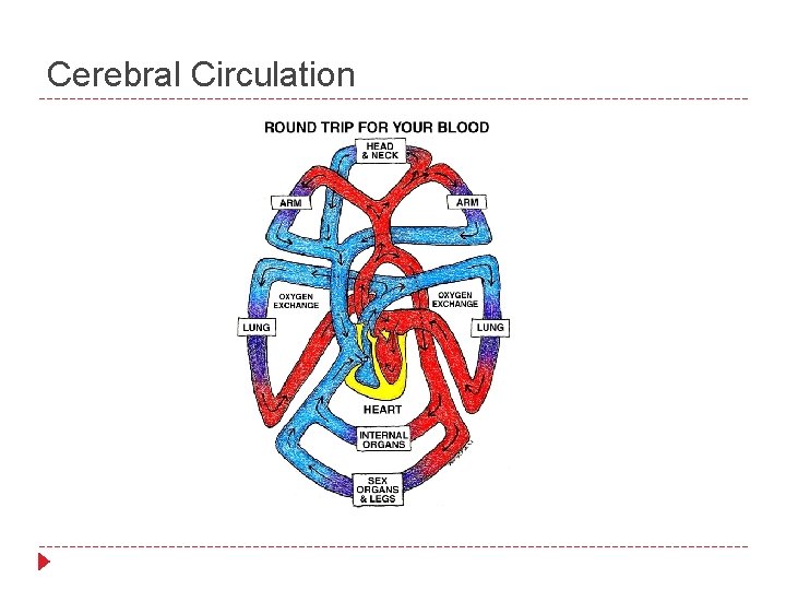 Cerebral Circulation 