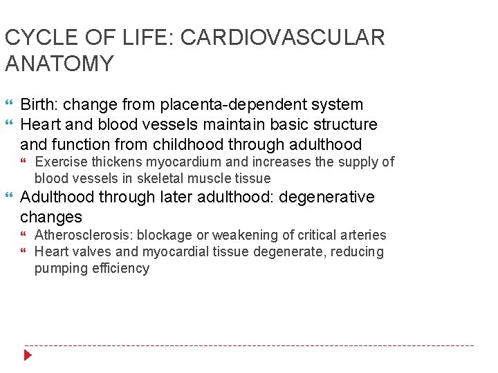 CYCLE OF LIFE: CARDIOVASCULAR ANATOMY Birth: change from placenta-dependent system Heart and blood vessels