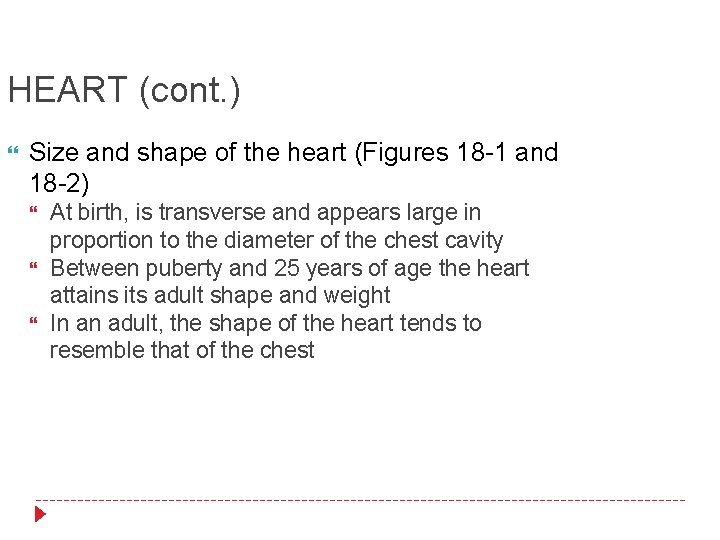 HEART (cont. ) Size and shape of the heart (Figures 18 -1 and 18