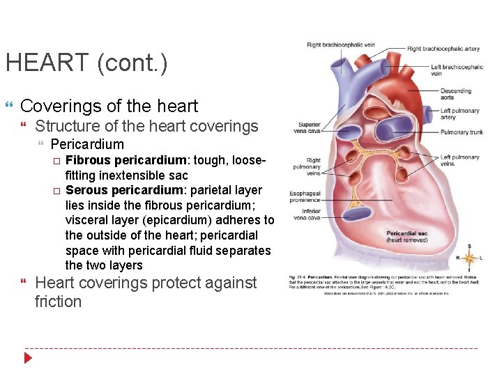 HEART (cont. ) Coverings of the heart Structure of the heart coverings Pericardium Fibrous