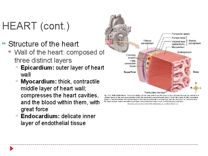 HEART (cont. ) Structure of the heart Wall of the heart: composed of three
