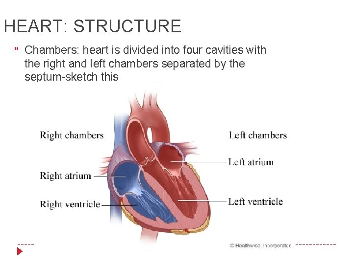 HEART: STRUCTURE Chambers: heart is divided into four cavities with the right and left