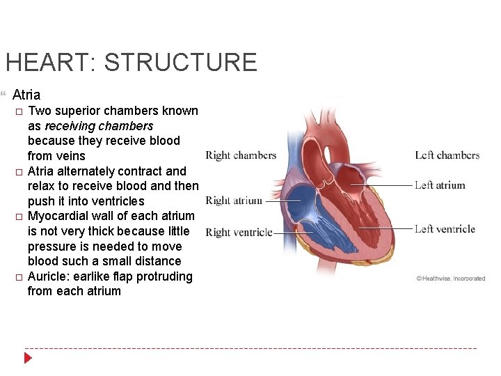 HEART: STRUCTURE Atria Two superior chambers known as receiving chambers because they receive blood