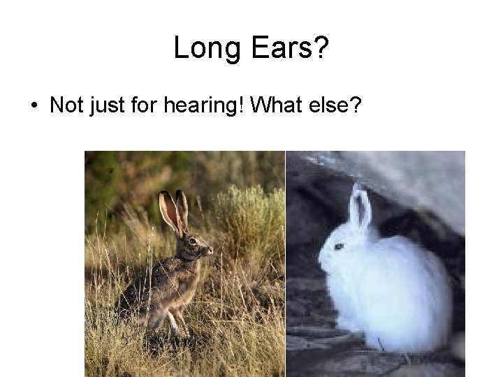 Long Ears? • Not just for hearing! What else? 