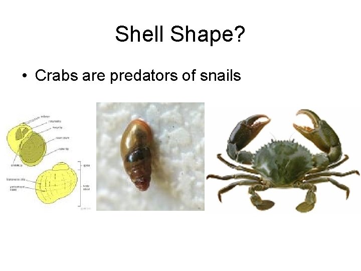 Shell Shape? • Crabs are predators of snails 