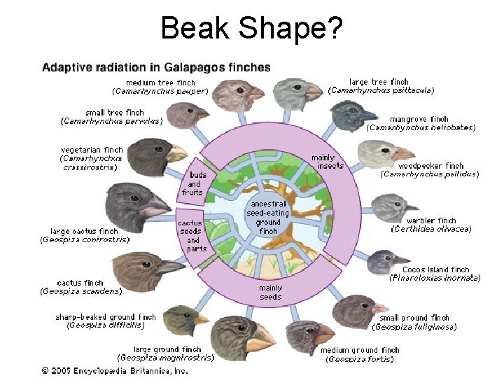 Beak Shape? 