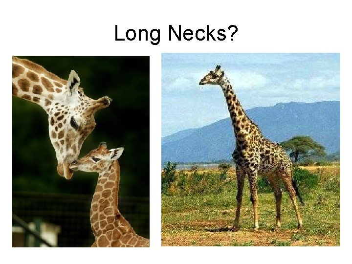 Long Necks? 