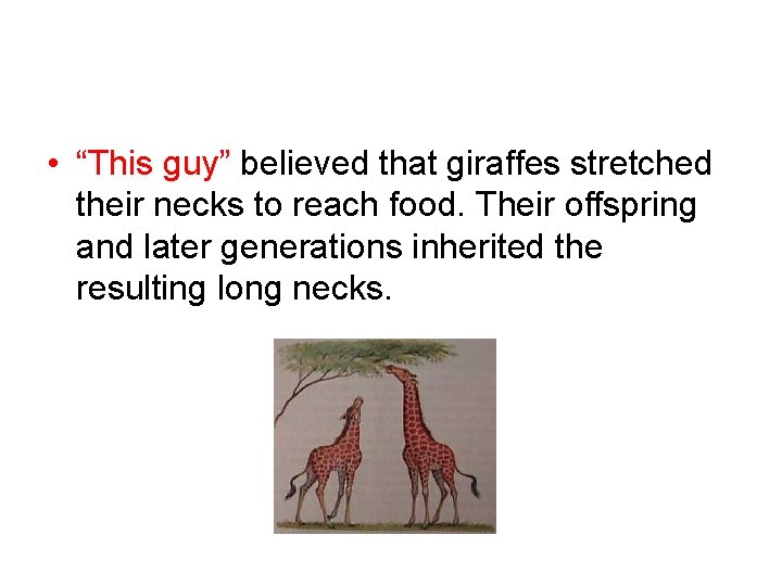  • “This guy” believed that giraffes stretched their necks to reach food. Their