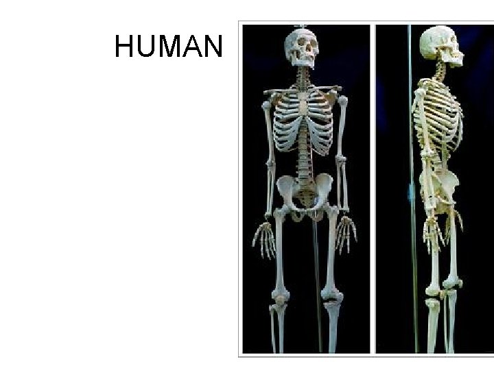 HUMAN 