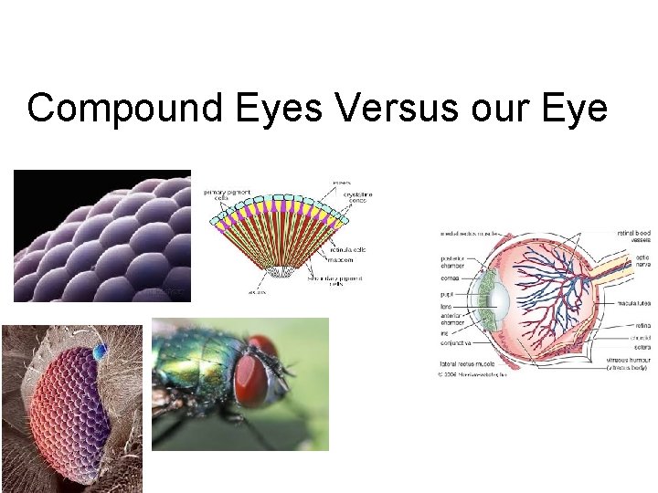 Compound Eyes Versus our Eye 