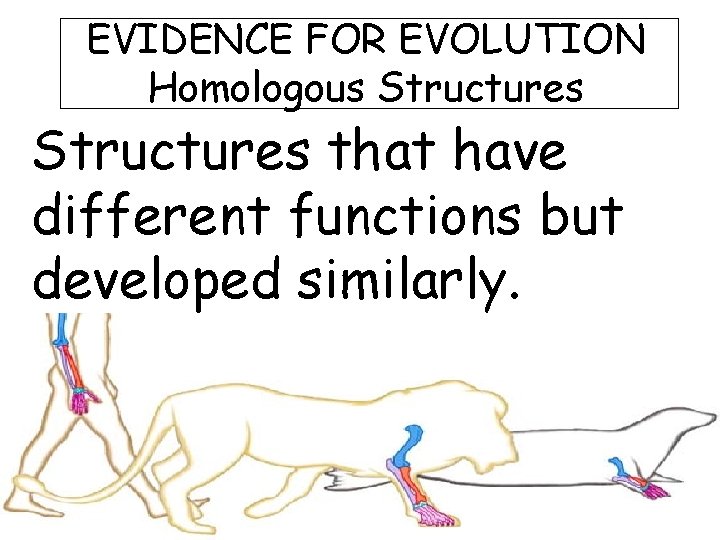 EVIDENCE FOR EVOLUTION Homologous Structures that have different functions but developed similarly. 