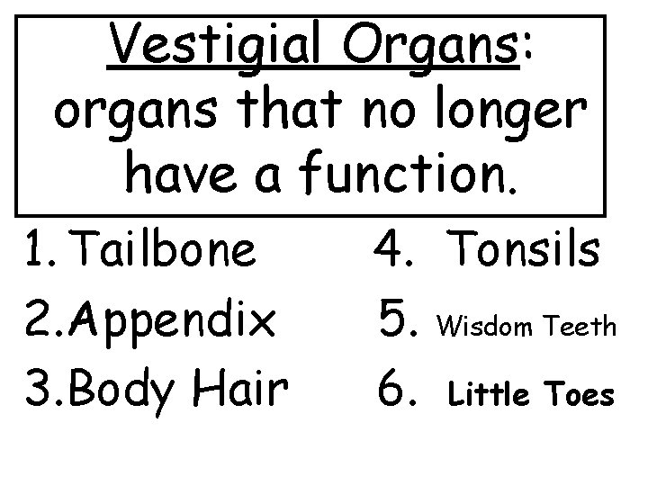 Vestigial Organs: organs that no longer have a function. 1. Tailbone 2. Appendix 3.