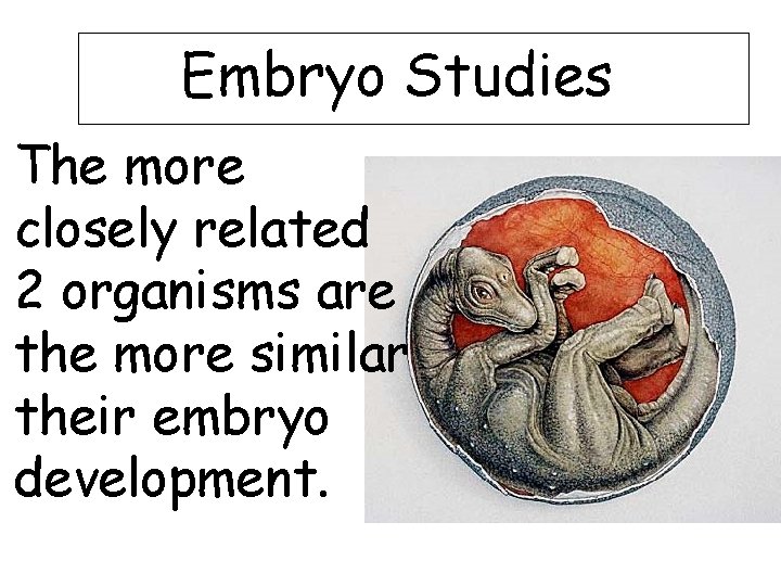 Embryo Studies The more closely related 2 organisms are the more similar their embryo