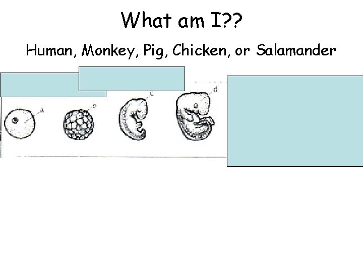 What am I? ? Human, Monkey, Pig, Chicken, or Salamander 