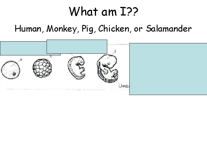 What am I? ? Human, Monkey, Pig, Chicken, or Salamander 