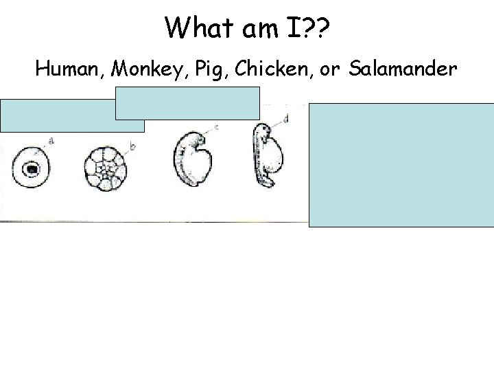 What am I? ? Human, Monkey, Pig, Chicken, or Salamander 