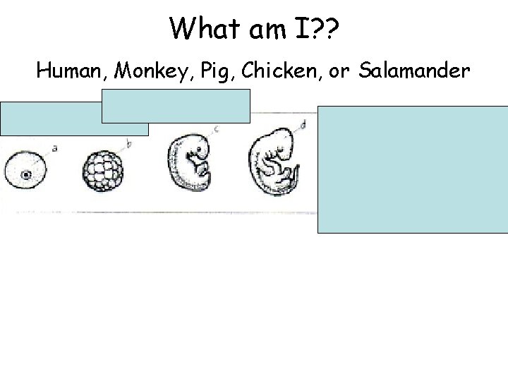 What am I? ? Human, Monkey, Pig, Chicken, or Salamander 