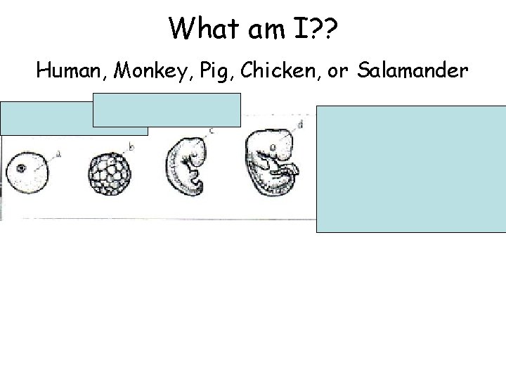 What am I? ? Human, Monkey, Pig, Chicken, or Salamander 