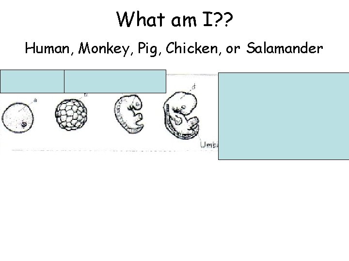 What am I? ? Human, Monkey, Pig, Chicken, or Salamander 