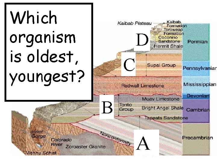 Which organism is oldest, youngest? D C B A 
